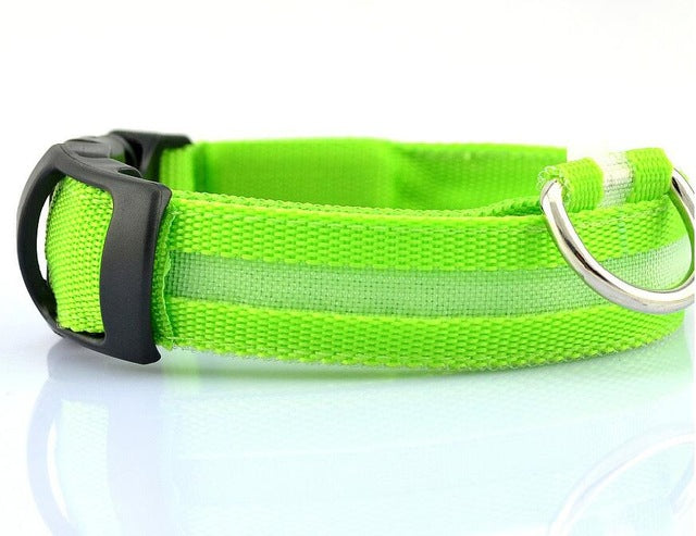 Safety Collar with LED Lights