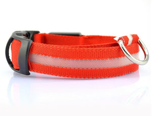 Safety Collar with LED Lights