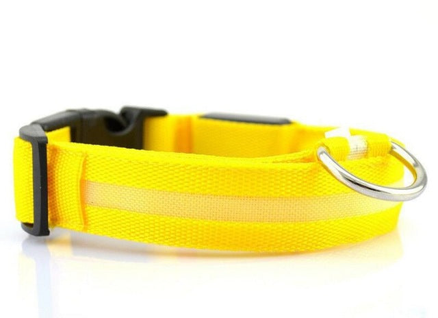 Safety Collar with LED Lights