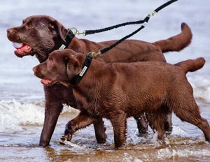 Black Dual Dog Leash Extension